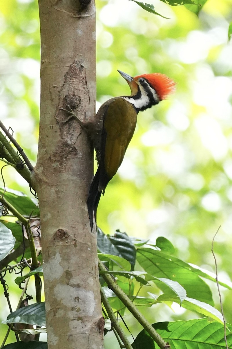 Olivrückenspecht - ML646292658