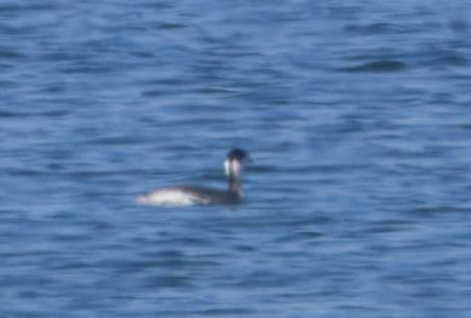 Ohrentaucher - ML646292659