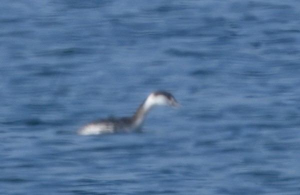 Ohrentaucher - ML646292660