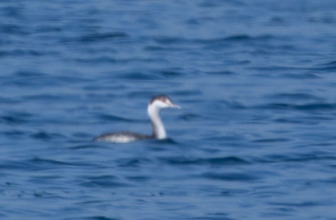 Ohrentaucher - ML646292661