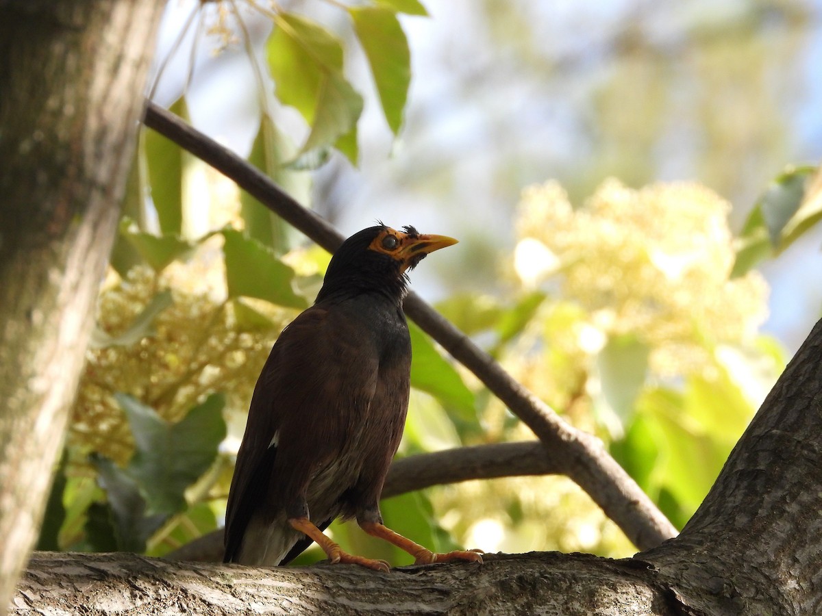 Common Myna - ML646292663