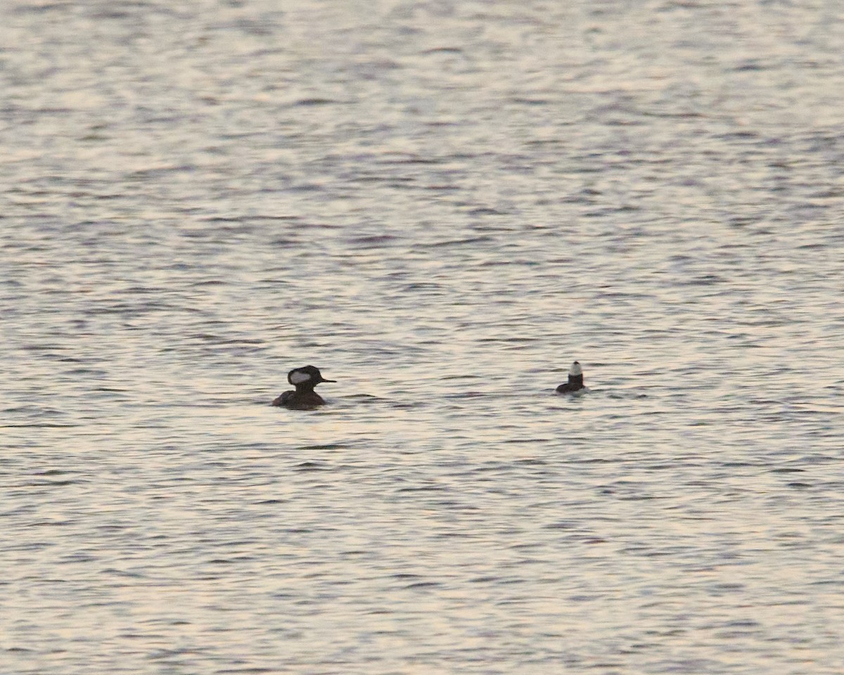 Hooded Merganser - ML646292667