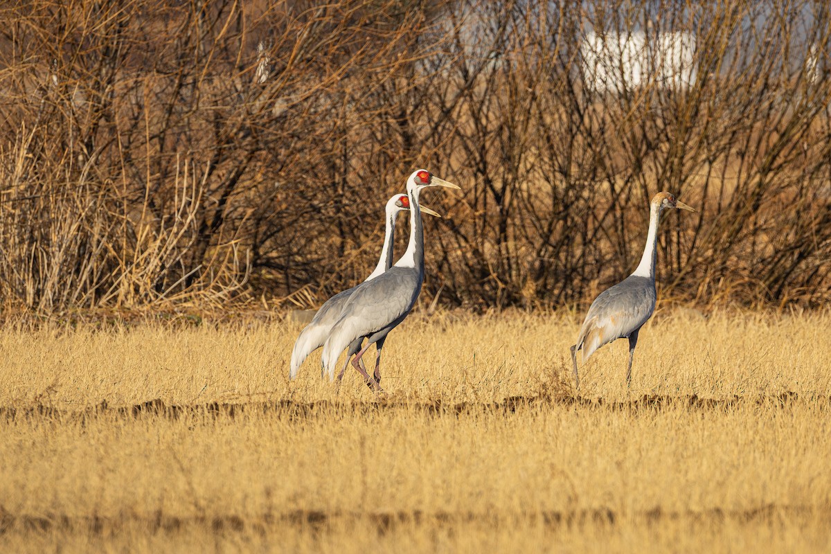 jeřáb červenolící - ML646292672
