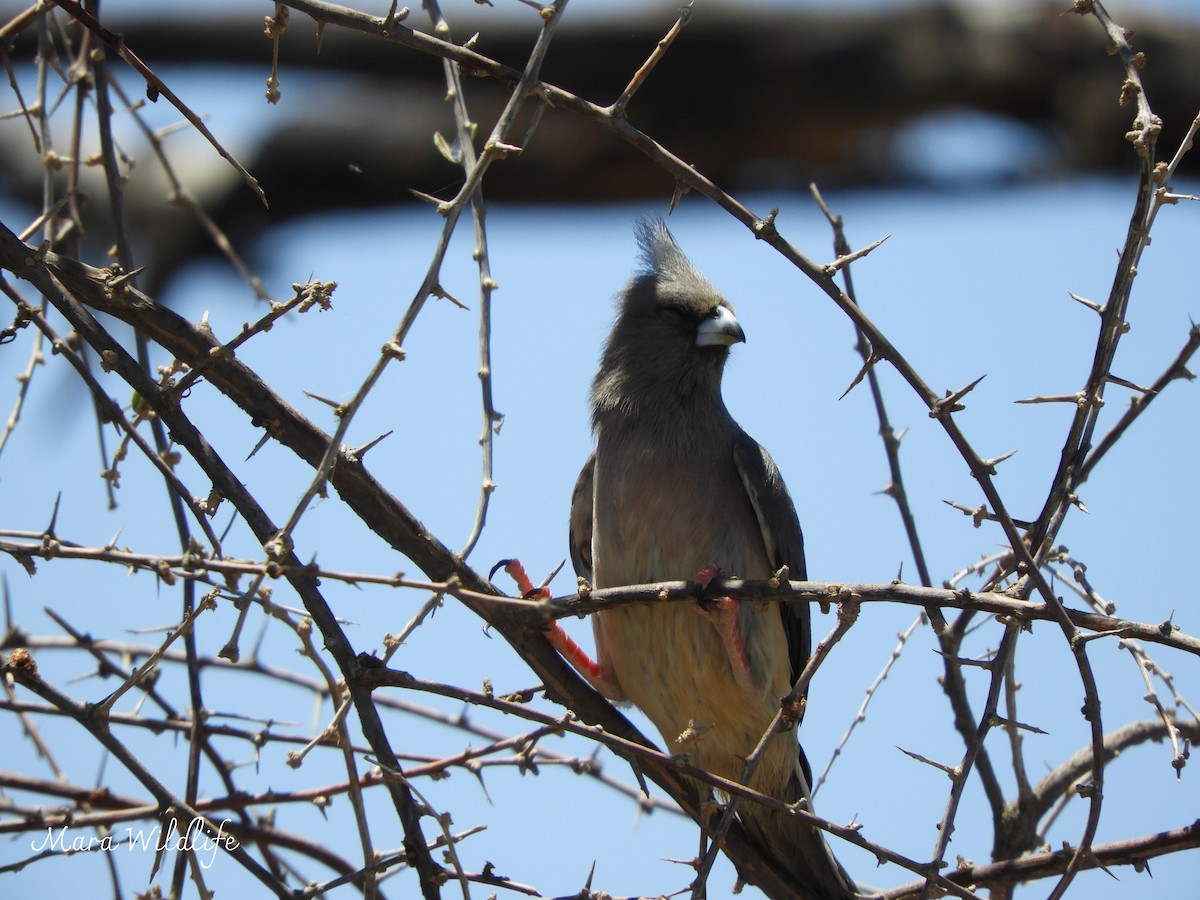 White-backed Mousebird - ML646292674