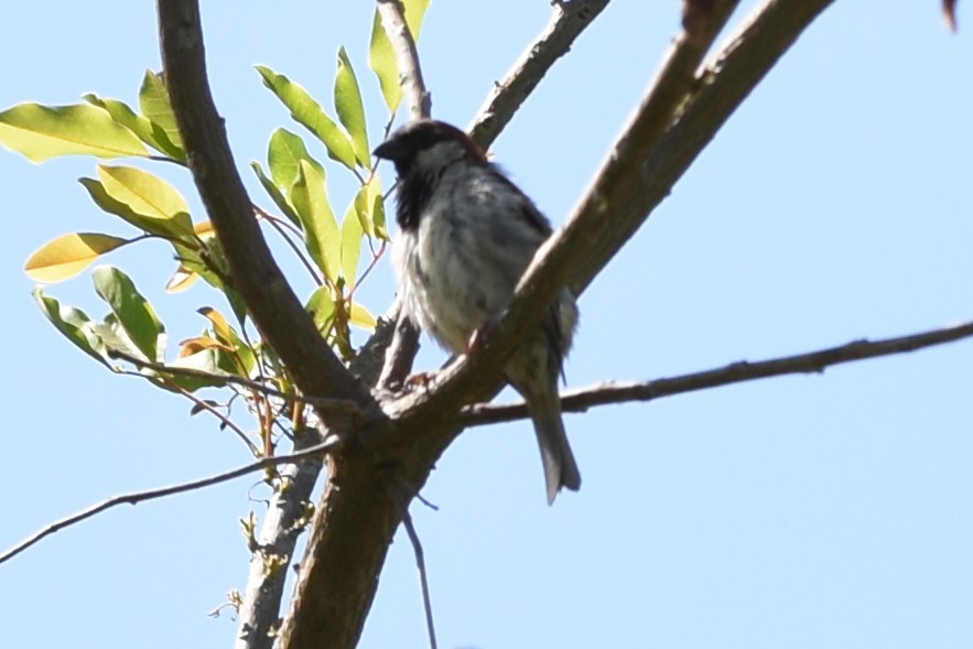 House Sparrow - ML646292679