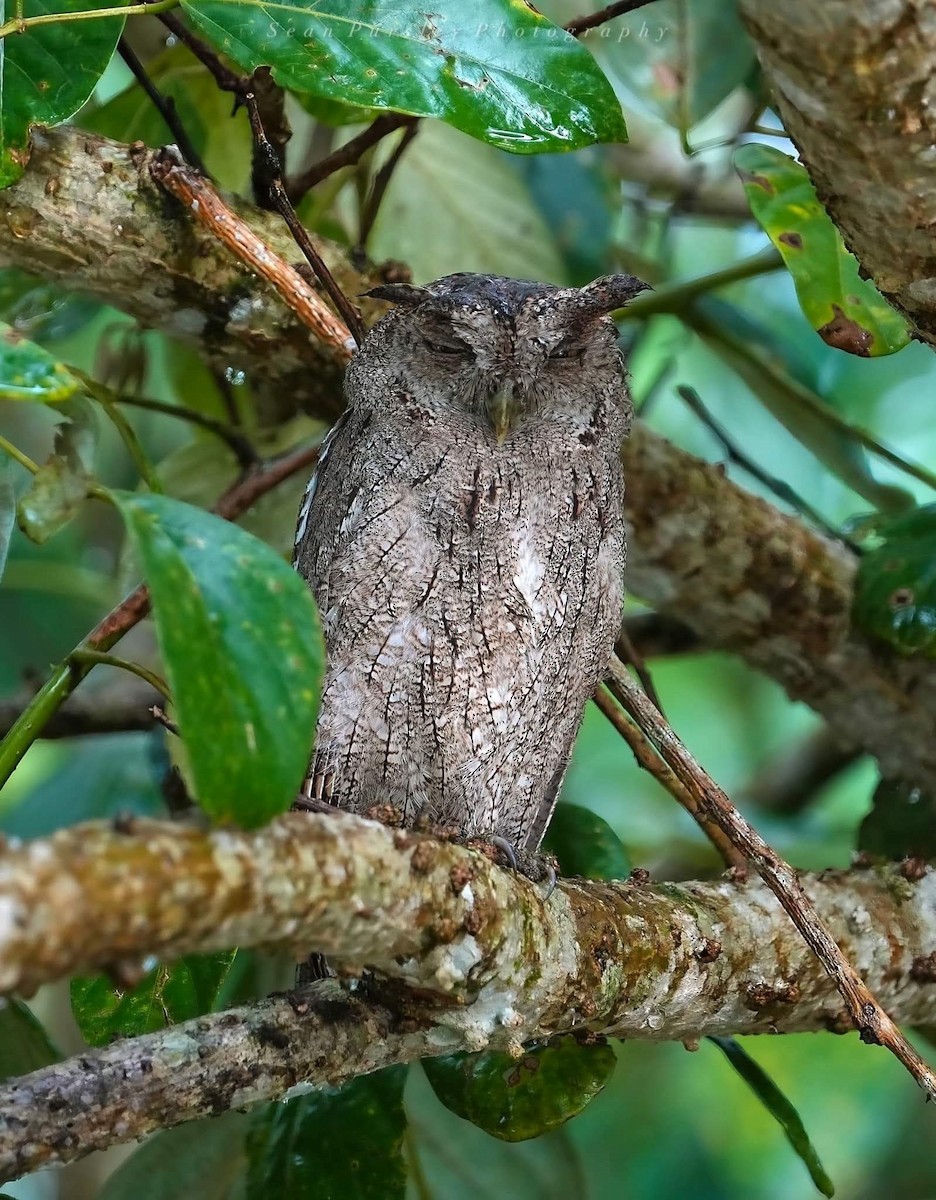 výreček pacifický - ML646292681