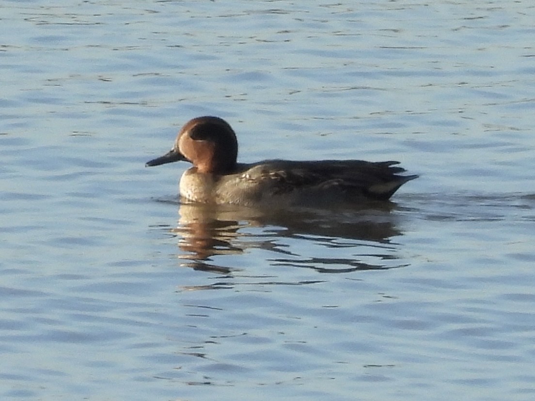 Green-winged Teal - ML646292704