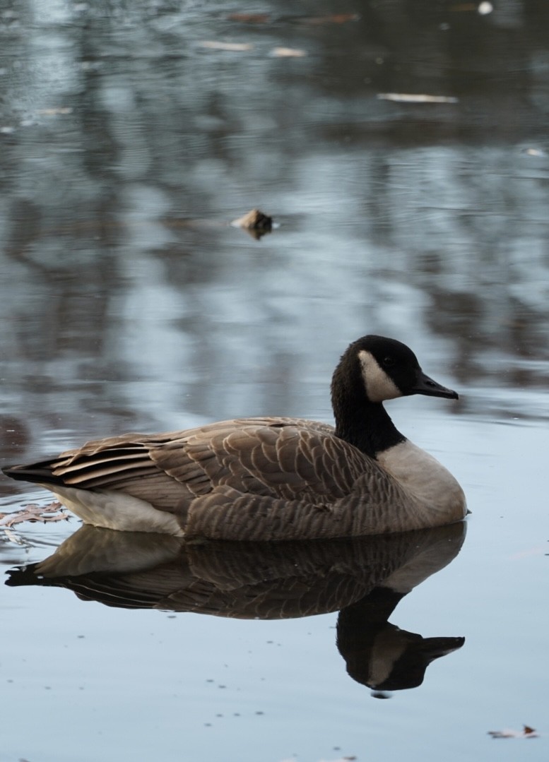 Canada Goose - ML646292705