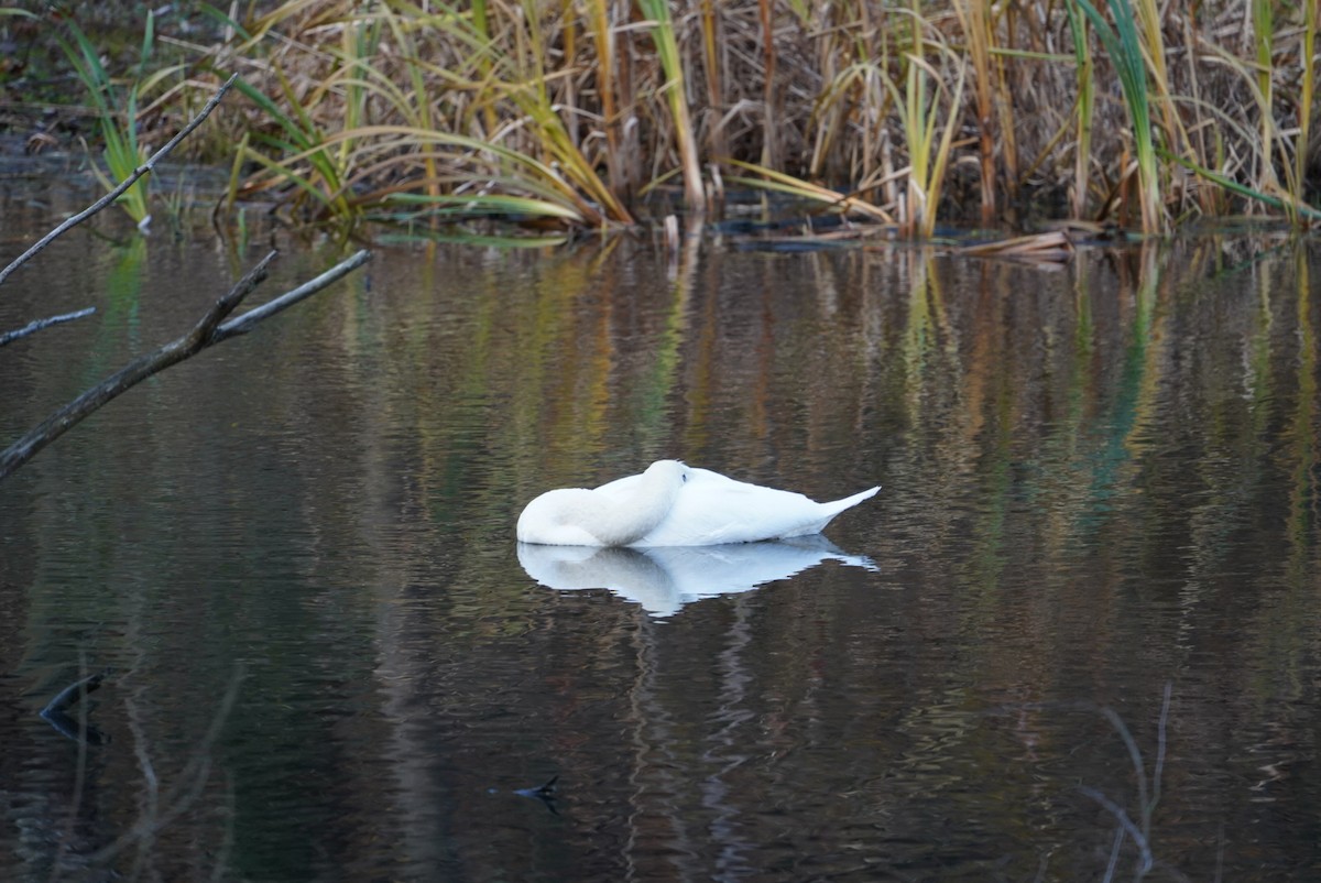 Mute Swan - ML646292708
