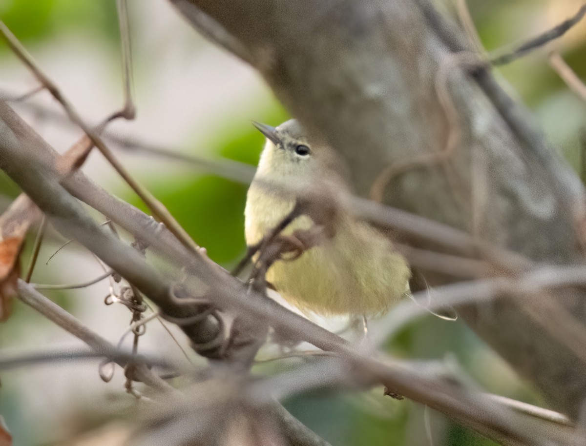 lesňáček hvězdičkový - ML646292718