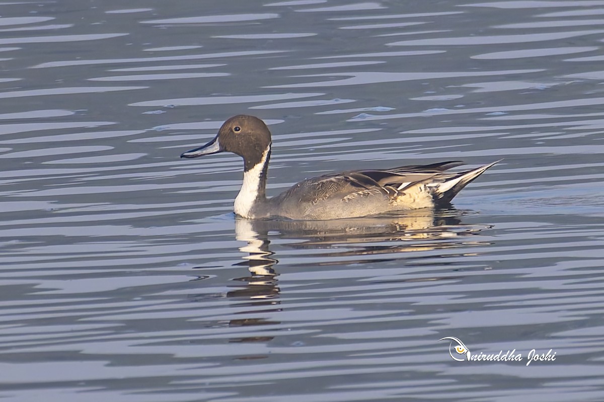 Northern Pintail - ML646292719