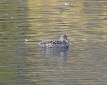 kopřivka obecná - ML646292720