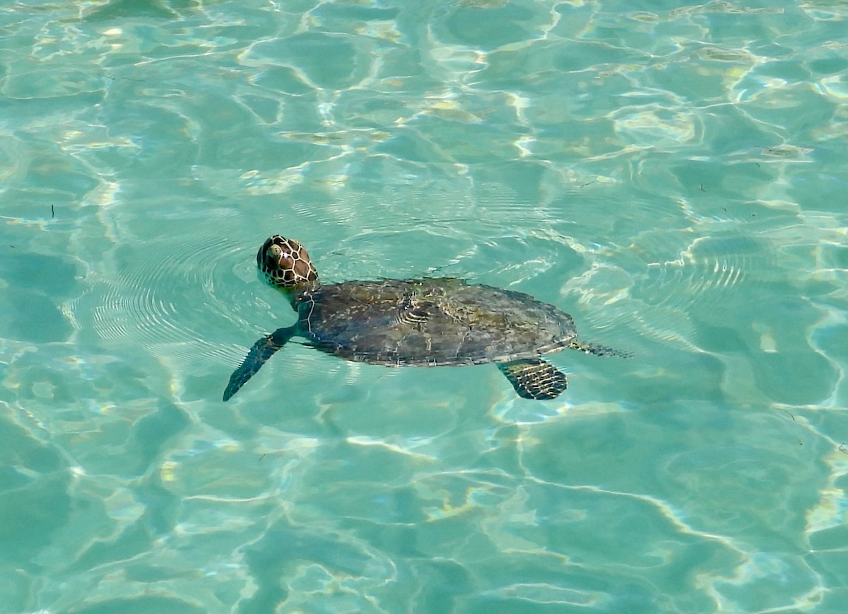 アオウミガメ - ML646292724