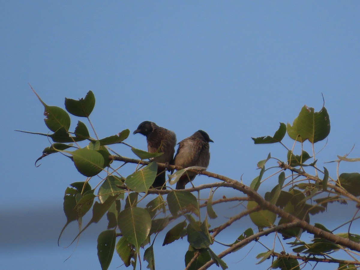 シリアカヒヨドリ - ML646292728