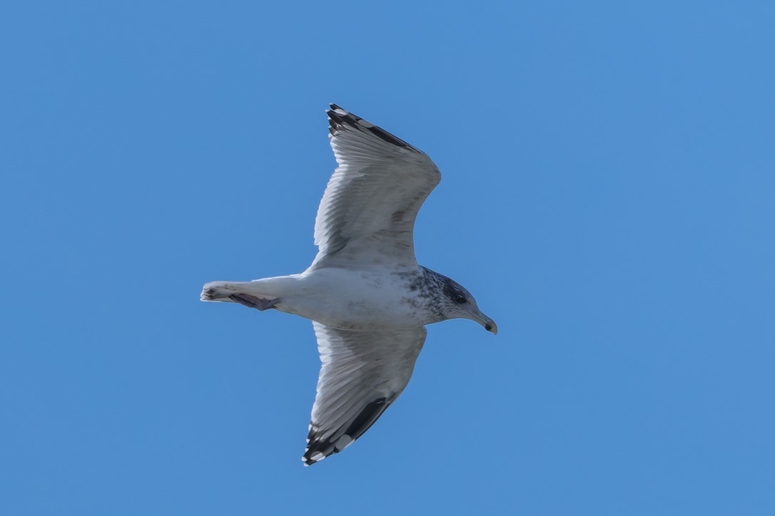 アメリカセグロカモメ - ML646292729