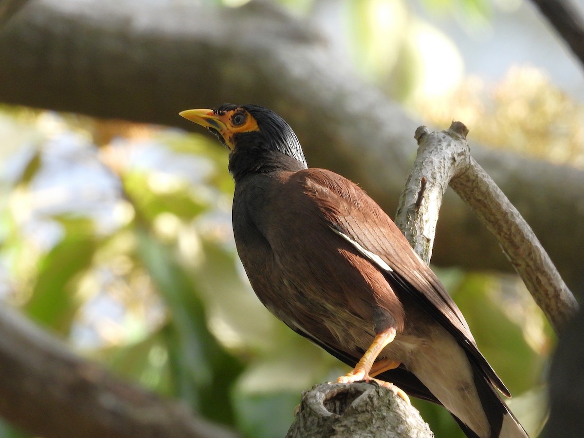 インドハッカ - ML646292730