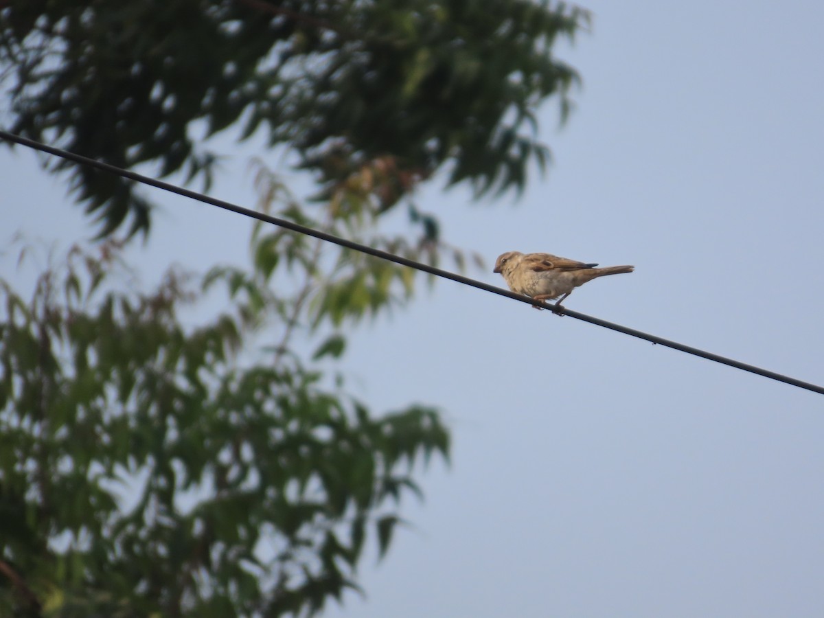 イエスズメ - ML646292733