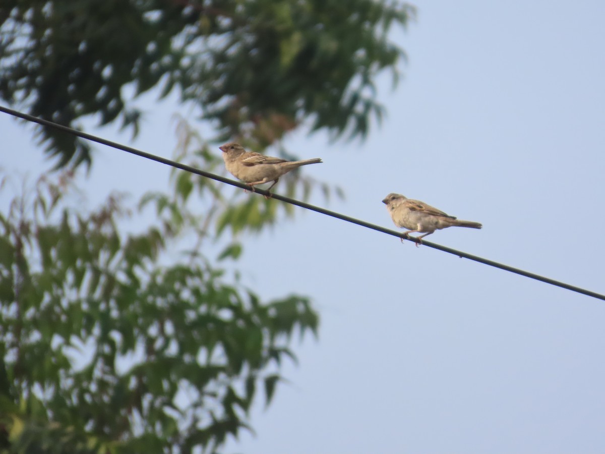 イエスズメ - ML646292734