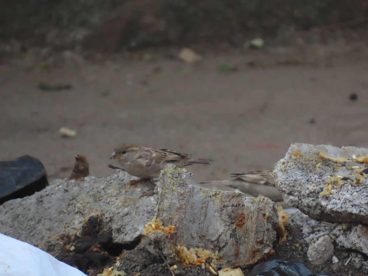 イエスズメ - ML646292735