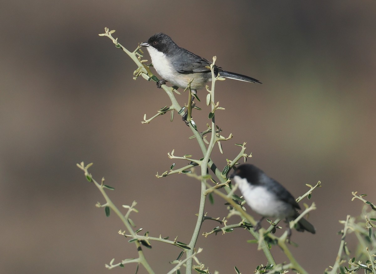 ズグロシトド - ML646292736