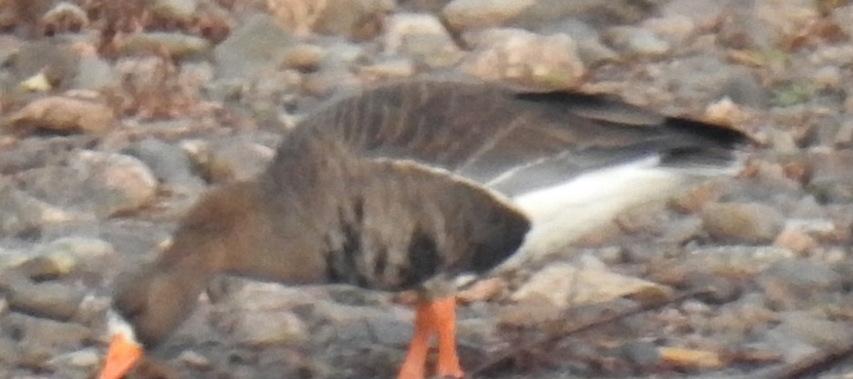 マガン - ML646292737