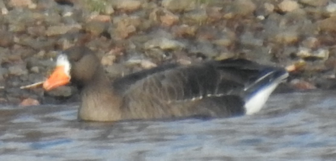 マガン - ML646292738