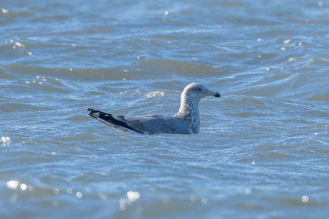 アメリカセグロカモメ - ML646292739