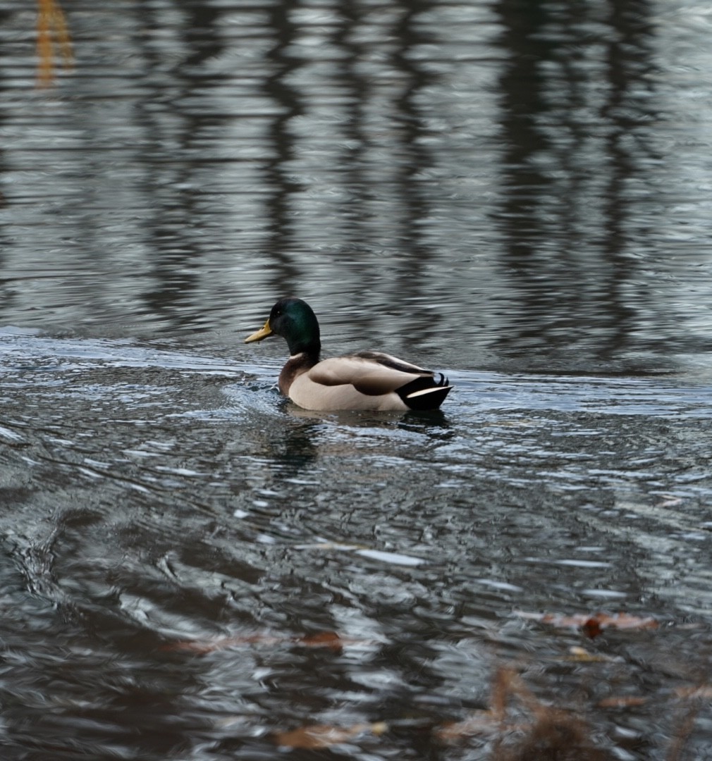 マガモ - ML646292741