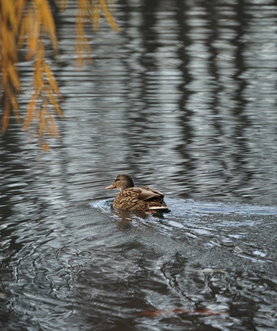 マガモ - ML646292742