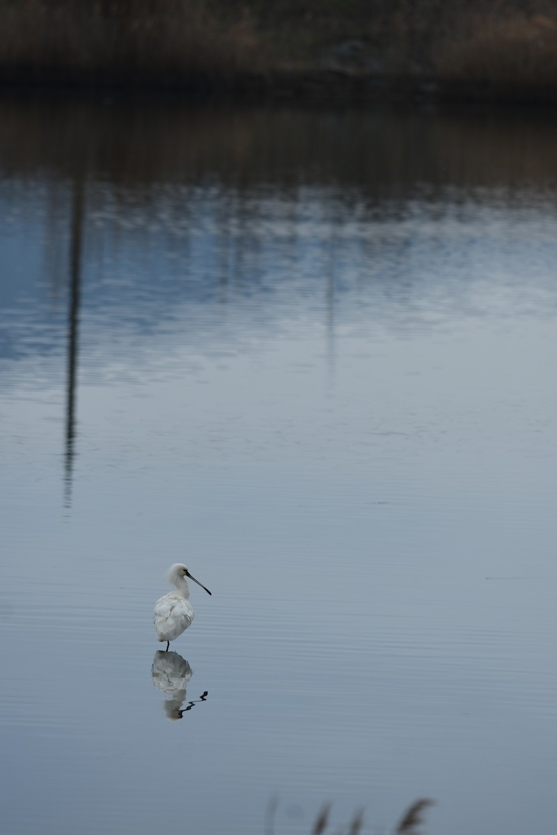 ヘラサギ - ML646292743