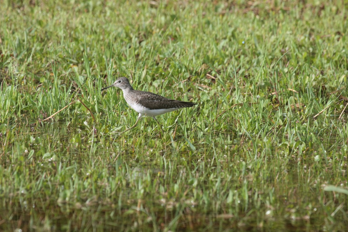 コシグロクサシギ - ML646292745