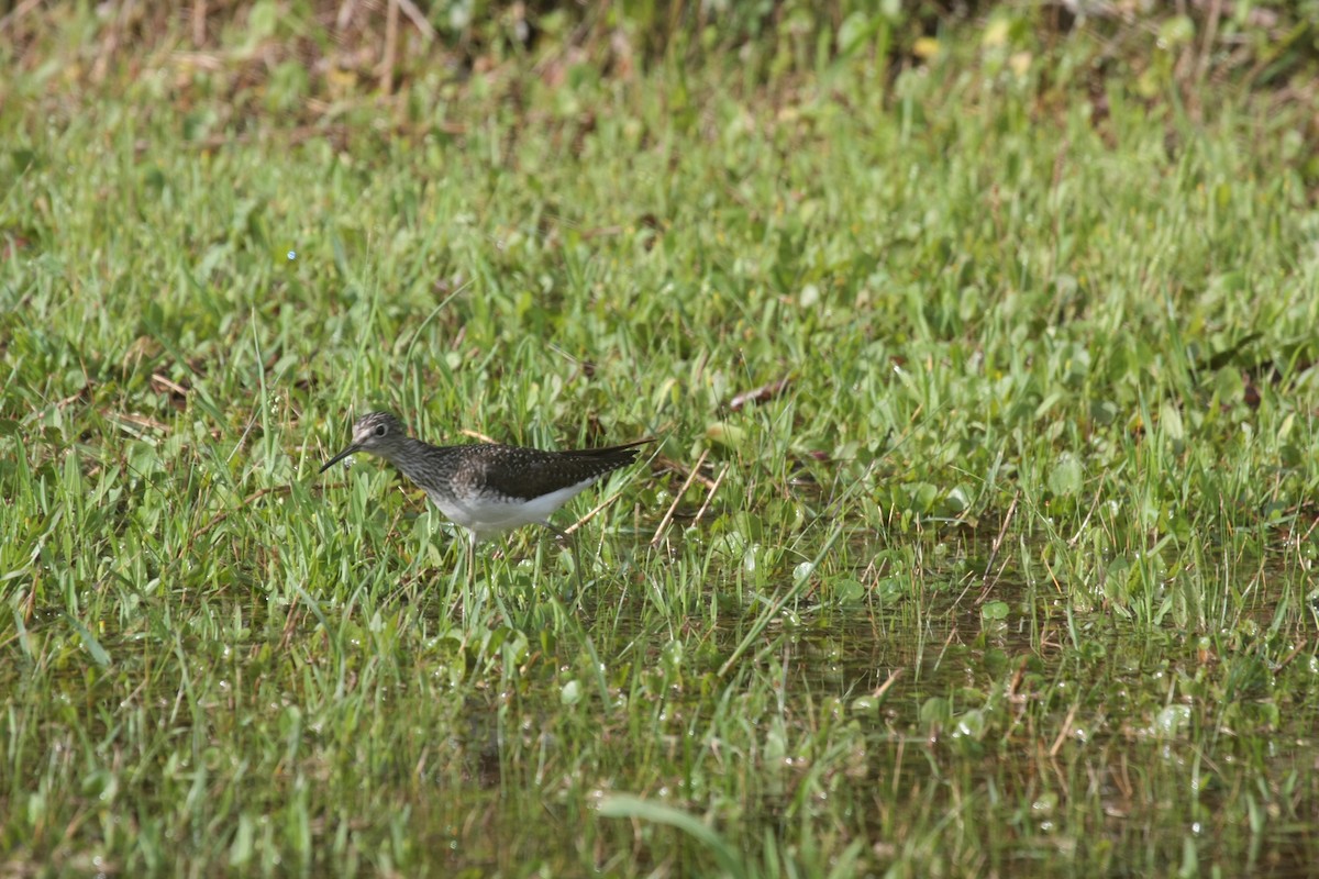 コシグロクサシギ - ML646292746