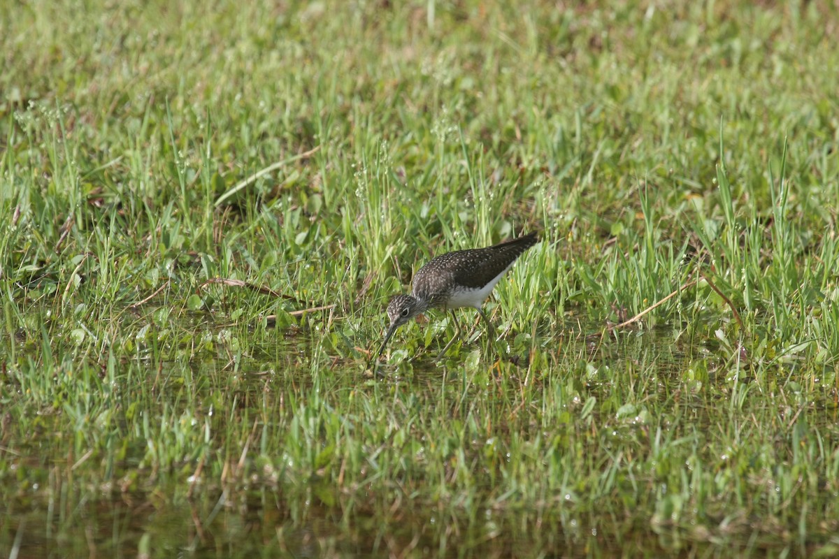 コシグロクサシギ - ML646292747