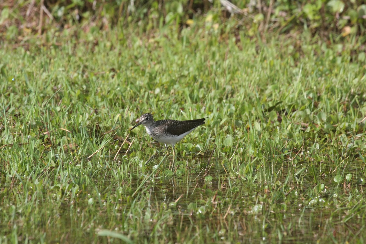 コシグロクサシギ - ML646292748