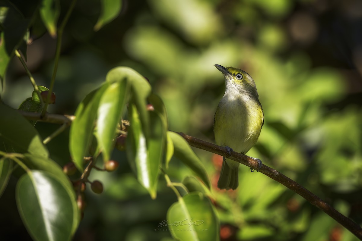 メジロモズモドキ - ML646292749