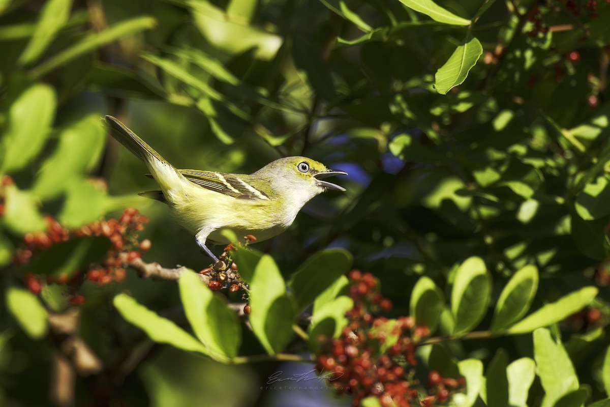 メジロモズモドキ - ML646292750