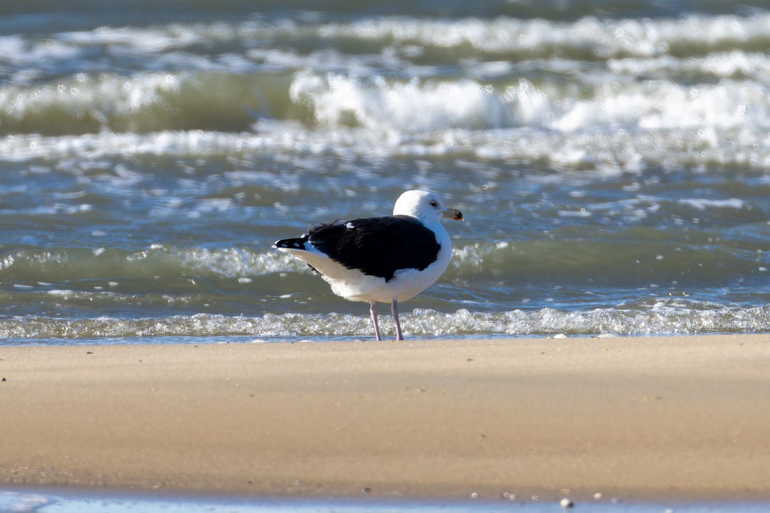 オオカモメ - ML646292751