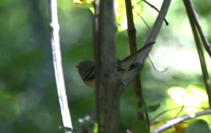 シロオビアメリカムシクイ - ML646292752