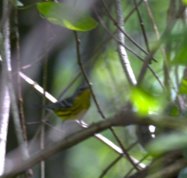 シロオビアメリカムシクイ - ML646292753