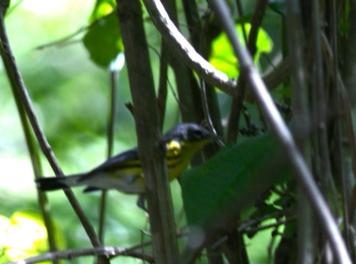 シロオビアメリカムシクイ - ML646292754