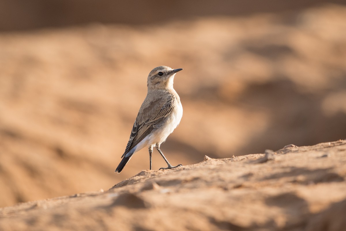 イナバヒタキ - ML646292755