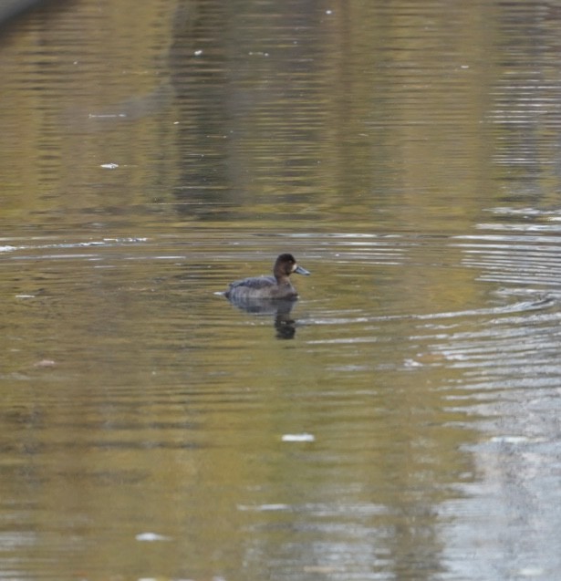 コスズガモ - ML646292763