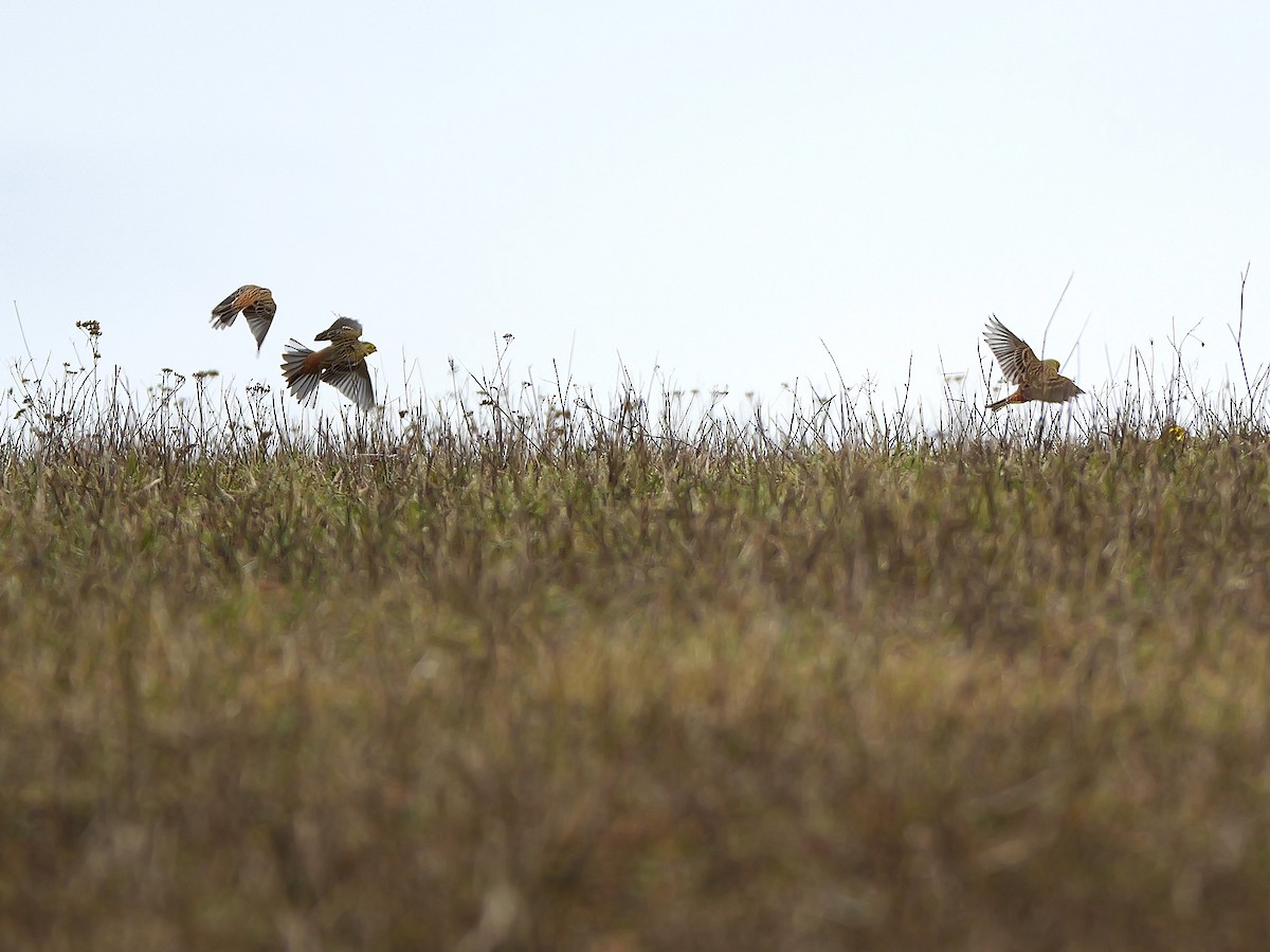 Yellowhammer - ML646292764