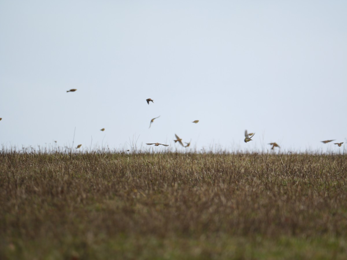 Yellowhammer - ML646292765