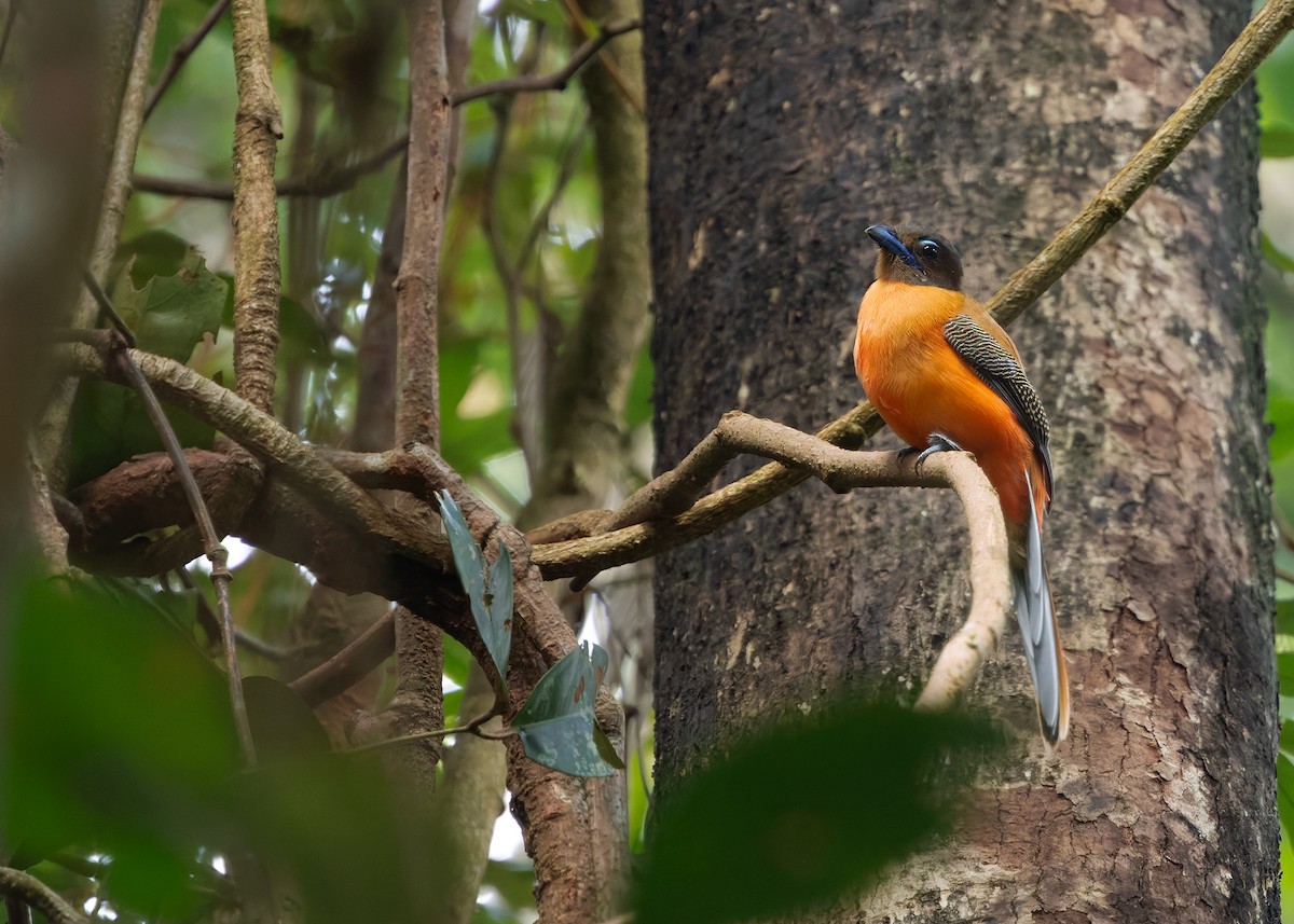 Scarlet-rumped Trogon - ML646292766