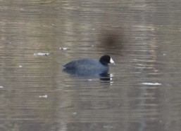 American Coot - ML646292770