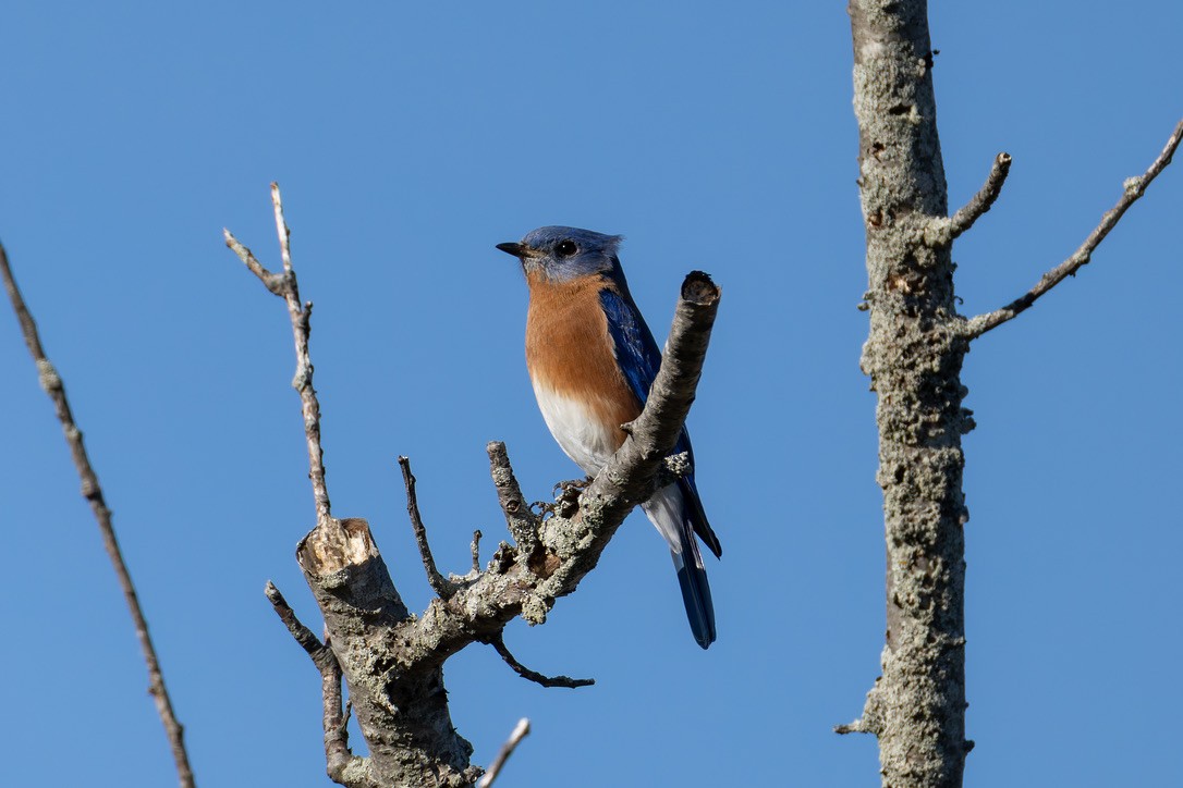 Eastern Bluebird - ML646292771
