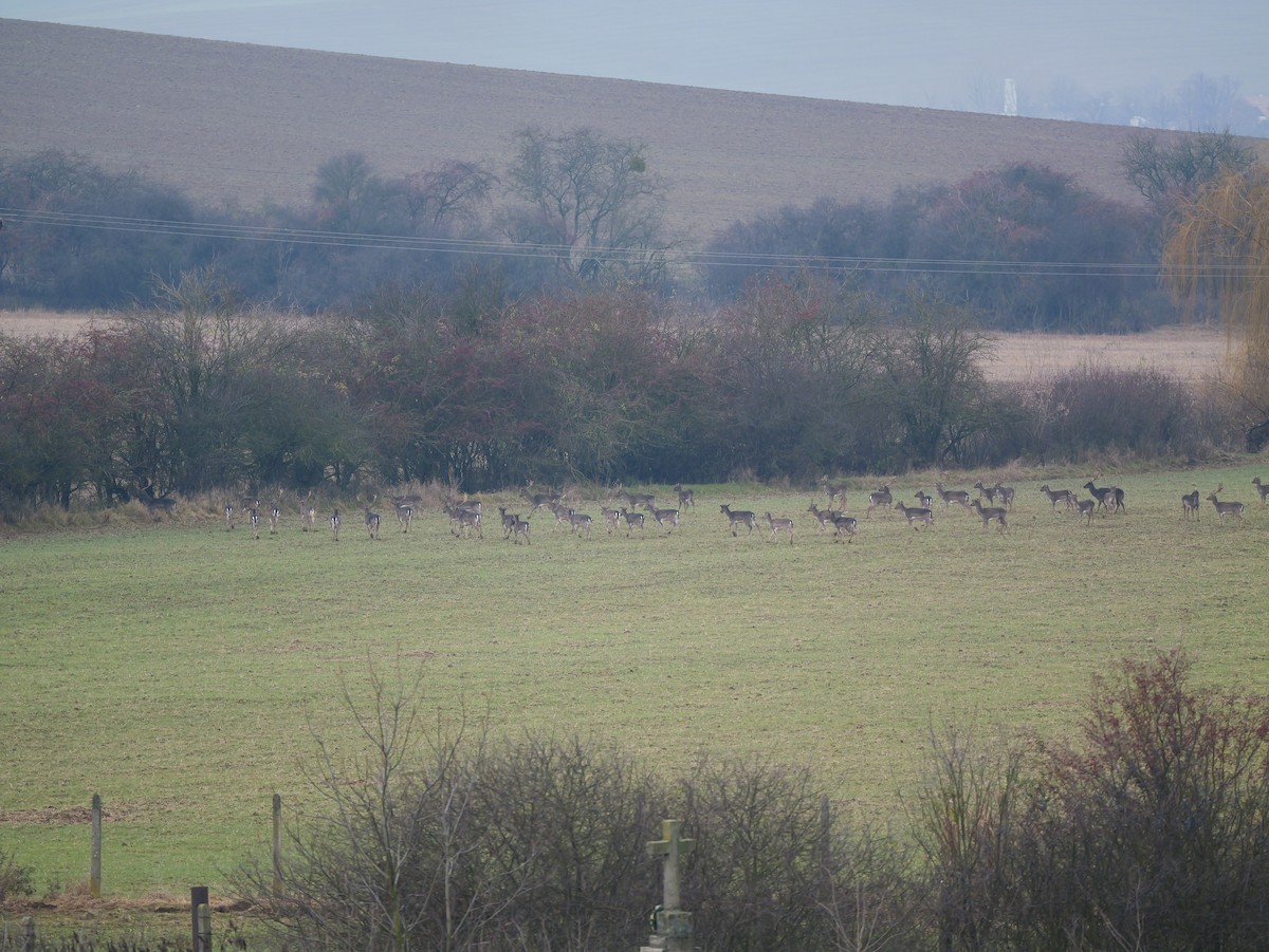 Animals - ML646292772