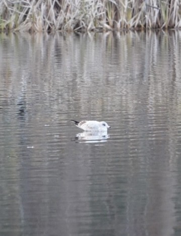 Ring-billed Gull - ML646292777