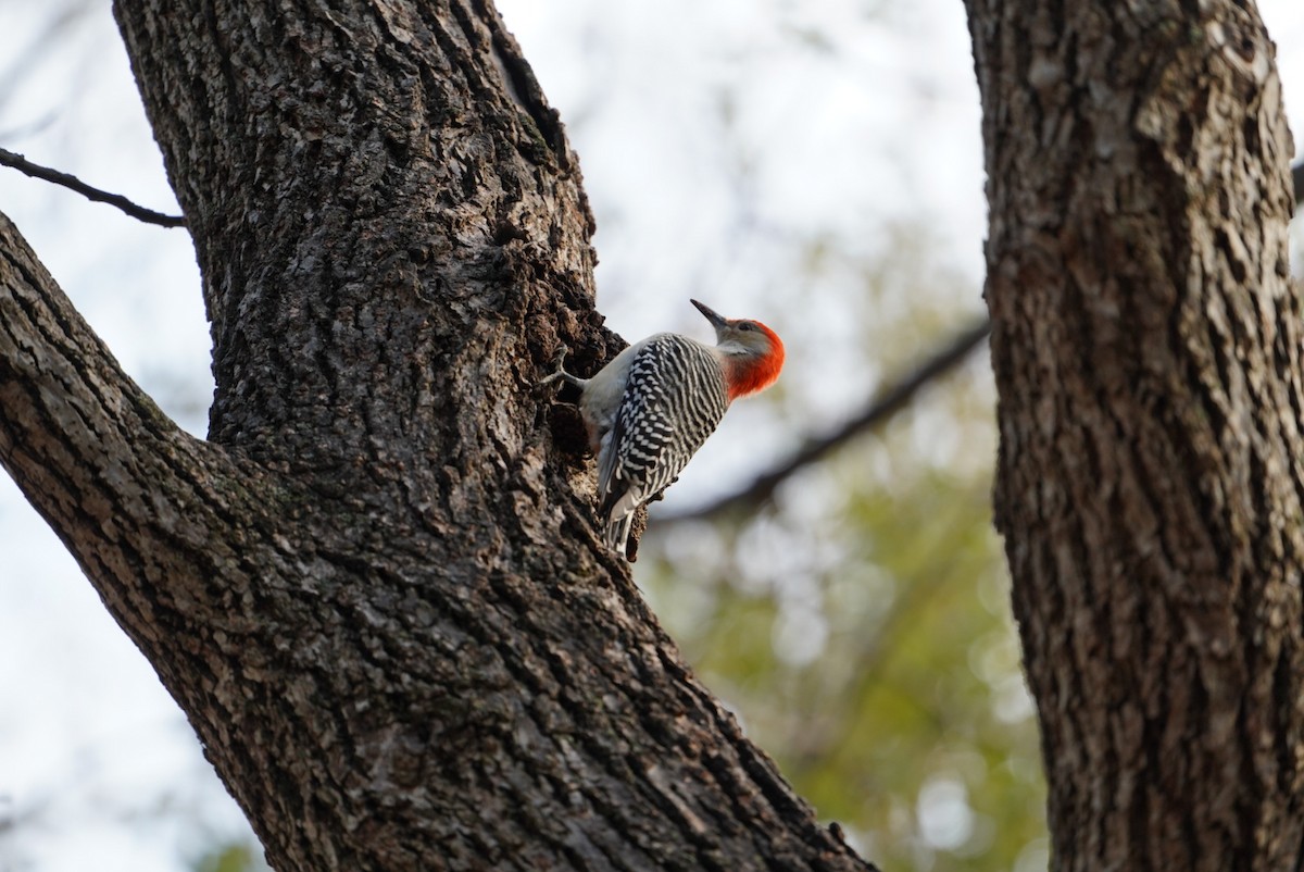 Red-bellied Woodpecker - ML646292779